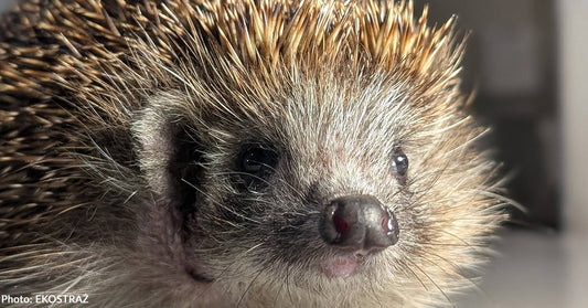 hedgehog in clinic setting looking at camera 
