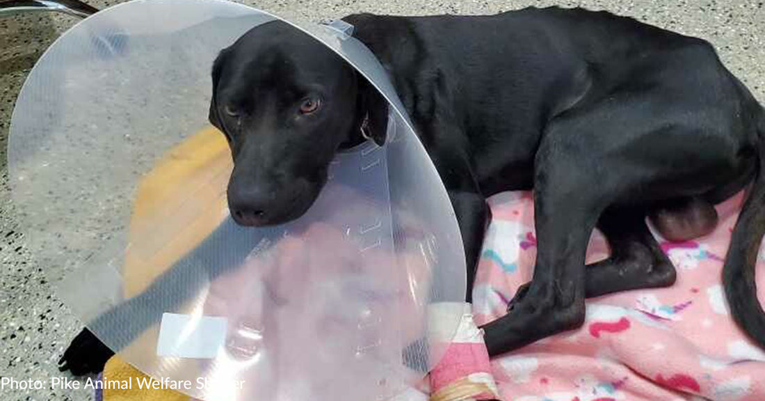 Puppy Left To Fend For Himself After Owner Goes To Jail Found Trapped In Snare