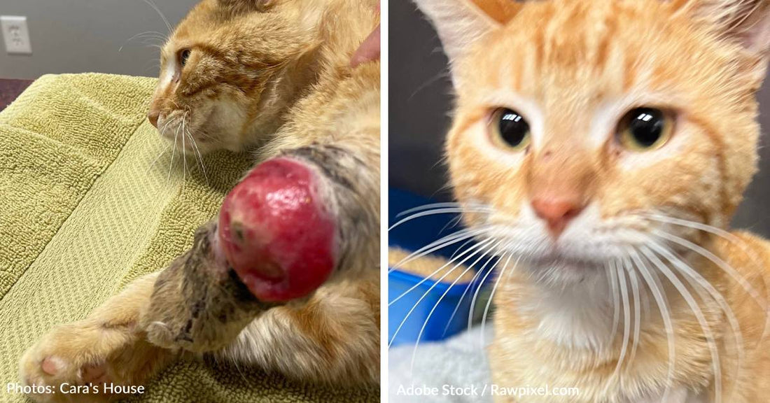 Stray Cat Found Limping Around With Severe Leg Injury Needs Your Help