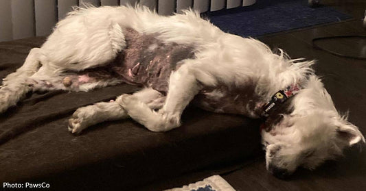 Dog Who Suffered For Years From Untreated Allergies Needs Multiple Surgeries And A Loving Home