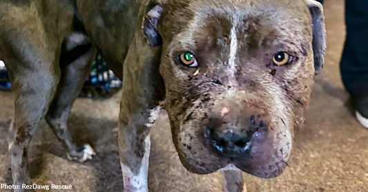 Suspected Bait Dog Found with Swollen Face and Severe Wounds Receives Emergency Care