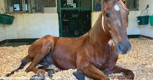 A brown horse lying on shavings in a stable, looking calm and relaxed.