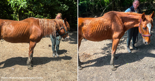 Starving Senior Horses Need Our Help to Regain Their Strength & Heal