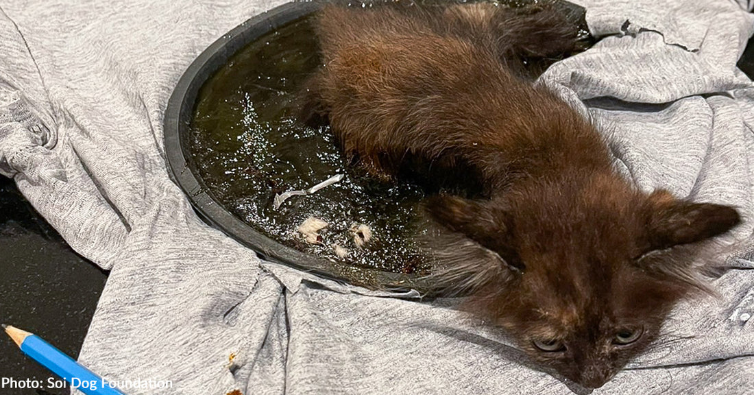 Malnourished Kitten Rescued From Horrendous Glue Trap Just In Time