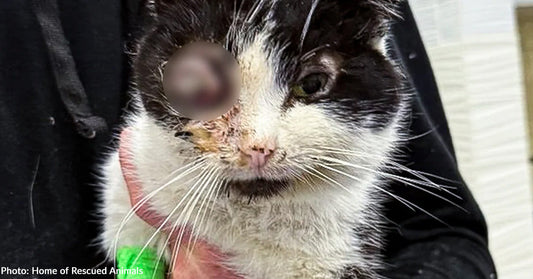 Cat Found in Critical Condition on Streets of Ukraine with Ruptured Eye Finally Gets Help