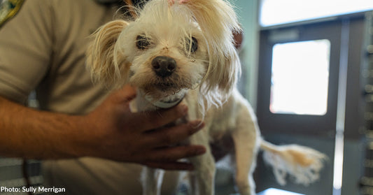 white poodle dog on exam table at vet clinic