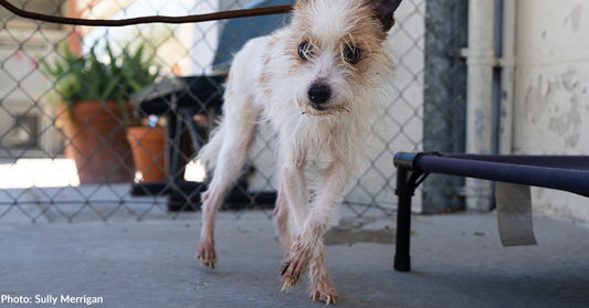 frail white and brown dog with overgrown nails looking at camera