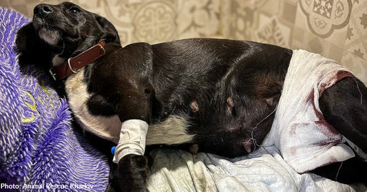 Injured Dog And Her Newborn Puppies Rescued From Destroyed Home Near Frontlines In Ukraine
