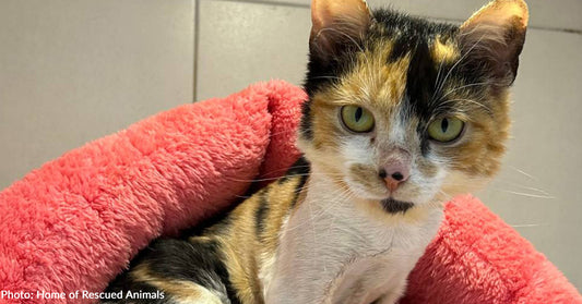 Cat Paralyzed from Waist Down in Accident Needs Your Help to Walk Again