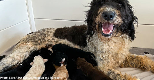 A happy mother dog nursing her adorable puppies in a cozy setting.
