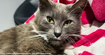 Cat Arrives at Shelter in Labor and Needs Emergency Surgery to Survive