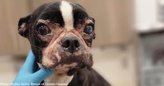 Emaciated Dog With Several Health Issues Needs Your Help To Heal