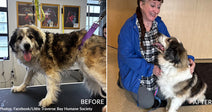 Dog and Cats Rescued from Michigan Hoarding Case Find Loving Homes