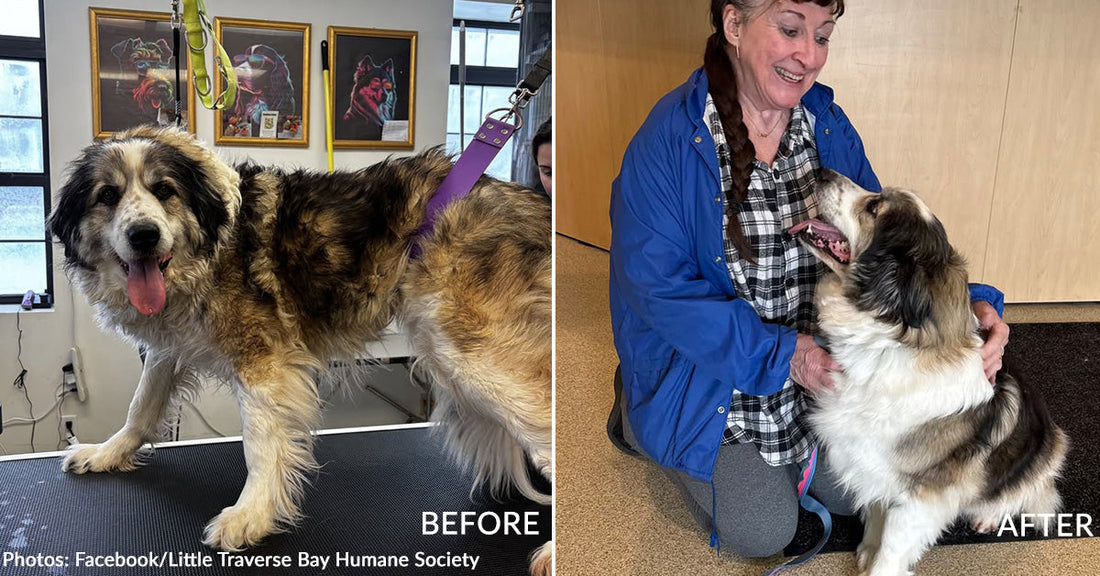 Dog and Cats Rescued from Michigan Hoarding Case Find Loving Homes