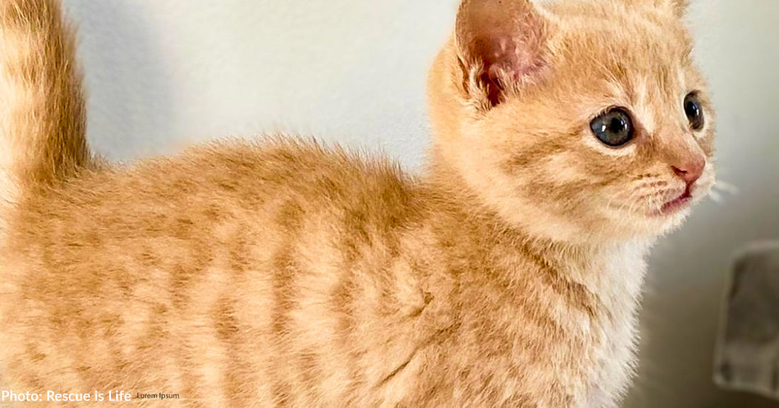 Shelter Kitten With Birth Defect Gets Life-Saving Surgery