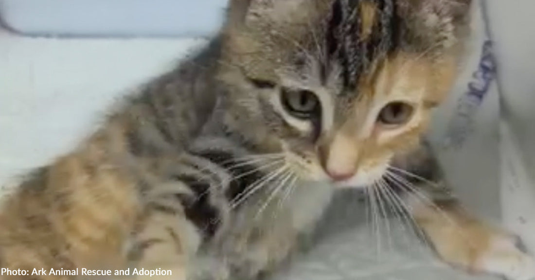 Stray Kitten Needs Surgery to Save Her Broken Leg from Amputation