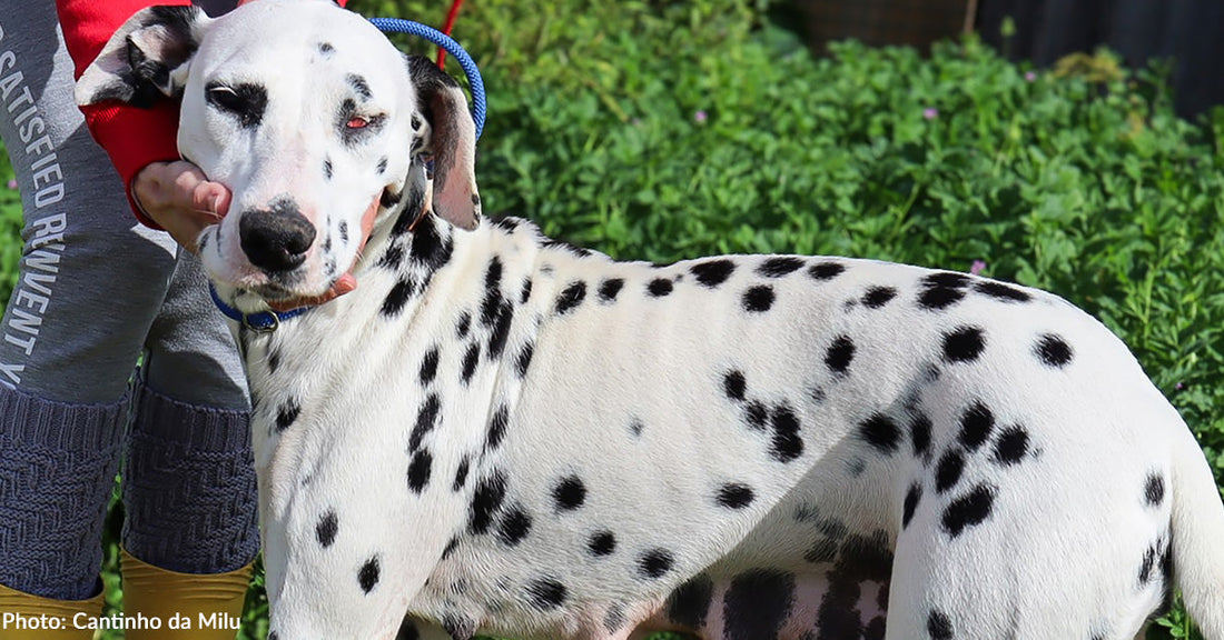 Blind Dalmatian Surrendered to Shelter With Bullet Fragments in Her Head Finds Forever Home