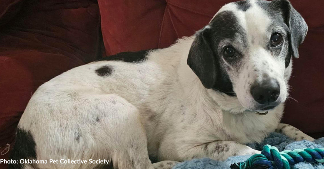 Senior Shelter Dog Who Nearly Died From AHDS Needs Help To Recover And Find Loving Home