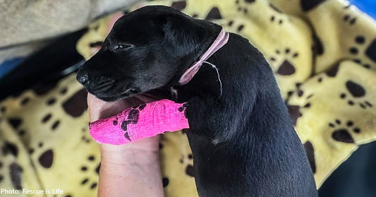 Puppy Struggling to Breathe Needs Your Support to Survive