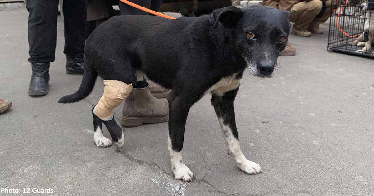 Shot in War, Loved at Last: A Ukraine Dog's Happy Ending