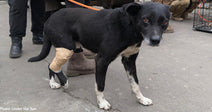 black dog with injured hind leg looking at camera