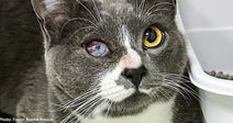Seeing-Eye Cat for Blind Brother Needs Urgent Care for Painful Eye Condition