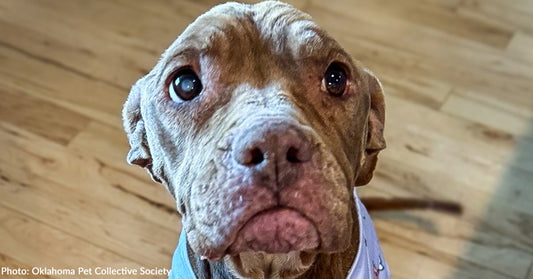 Neglected & Sick Senior Dog on Death's Door Gets Second Chance