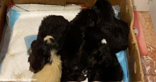 seven new born puppies cuddled together in cardboard box