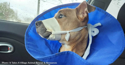 Puppy Hit By Car Survives But Needs Emergency Surgery For Broken Jaw And Shattered Leg