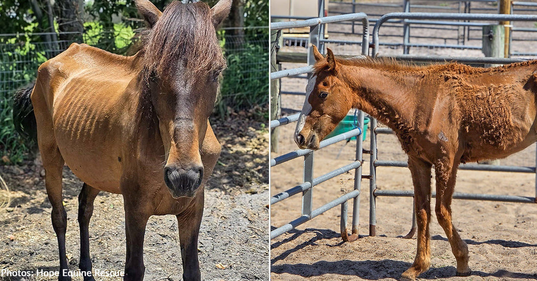 Emaciated brown and red horses with ribs showing