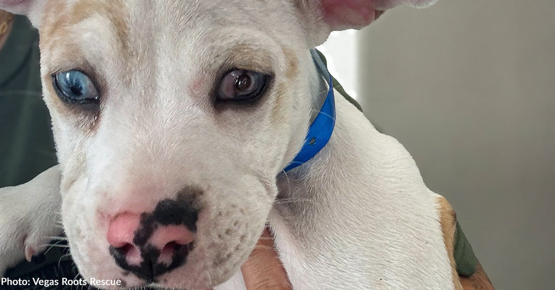 Shelter Puppy with Ruptured Eye on Road to Recovery