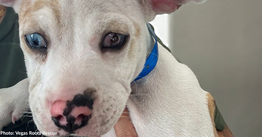 Shelter Puppy with Ruptured Eye on Road to Recovery