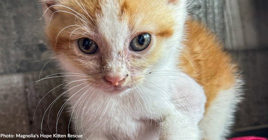 Abused Kitten With Shattered Leg Needs Surgery to Walk Without Pain