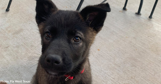 Puppy Diagnosed With Deadly Parvovirus Needs Your Support To Survive