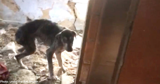 A thin, scared dog stands in a dilapidated room surrounded by debris.