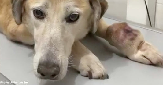 Senior Dog Found on War-Torn Streets Struggling to Walk with Massive Tumor Gets Emergency Care