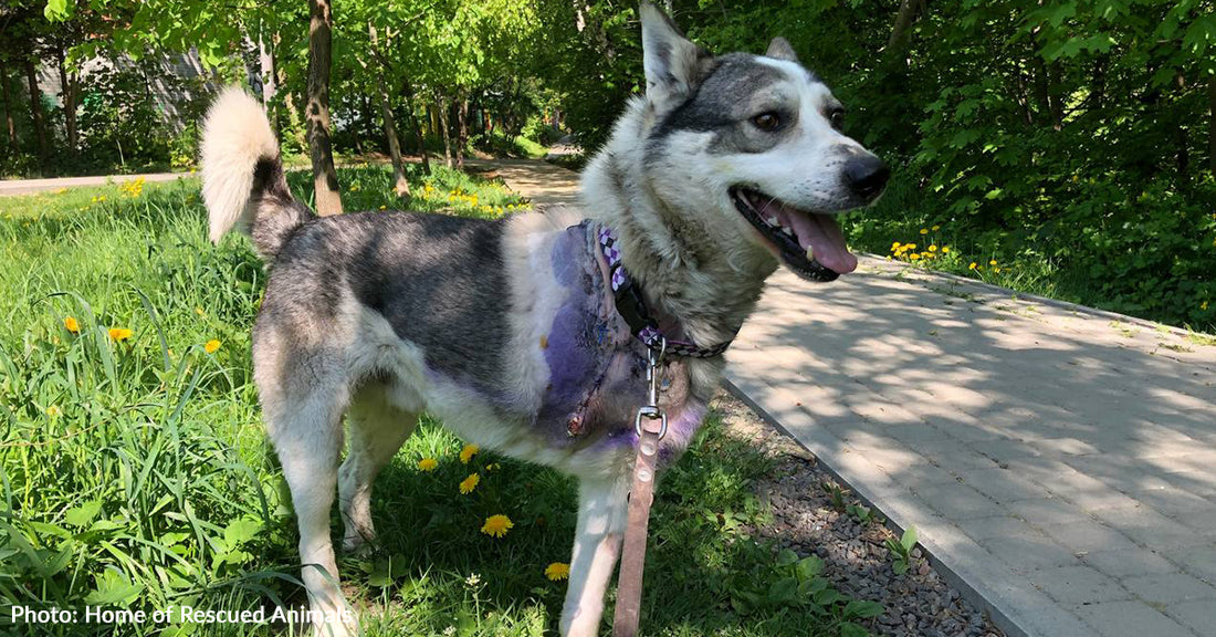 Ukrainian Dog Injured By Missile Strike Needs Your Support To Walk Again