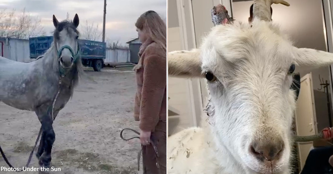 Four Goats and Young Horse on Truck Headed for Slaughter Rescued Just in Time by Krystina
