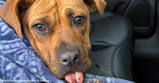 Stray Dog Shot in Face at Close Range Survives and Makes Full Recovery