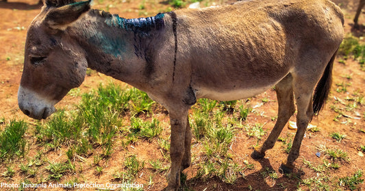 Dozens of Sick and Wounded Donkeys Abandoned on the Streets of Tanzania