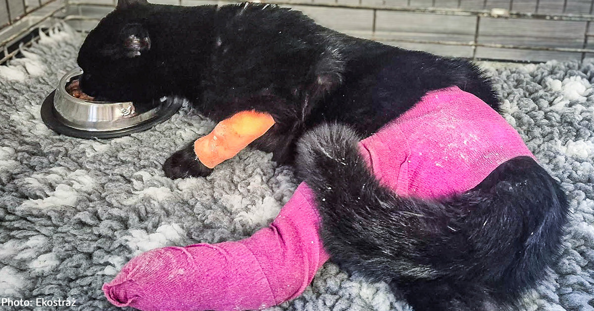 Stray Cats Found with Life-Threatening Conditions Need Emergency Medical Care
