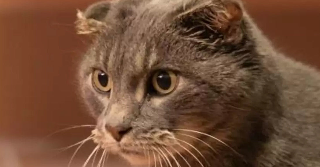 Gray cat with distinct facial features and expressive eyes, looking intently.