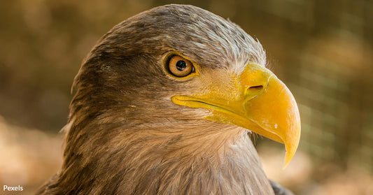 Connecticut Fights to Save Iconic Eastern Golden Eagle from Vanishing Forever