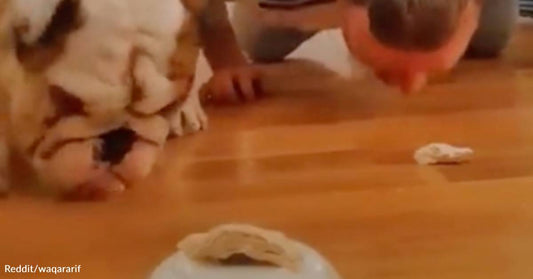 Dog Shows No Mercy in Hilarious Speed Eating Contest with Owner