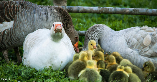 Ducks and Geese Suffer Painful Plucking for Down Feathers