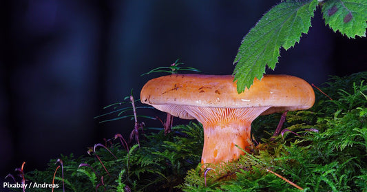 Study Finds That Planting Mushrooms Through Mycoforestry Can Feed Almost 19 Million People