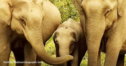 Would You Welcome an Asian Elephant as a New Neighbor?