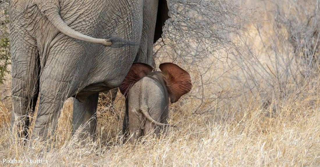 One of Their Closest Relatives is a Little Furball, and More Intriguing Facts About the Elephant