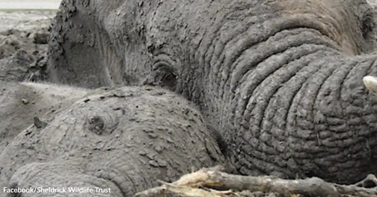 Mud-covered elephant and calf lie pressed closely together, with the larger elephant’s trunk and face resting against the smaller one.