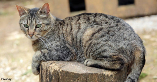 Neighbors Rescue Cat Abandoned By Her Owners in Locked, Dirty Apartment